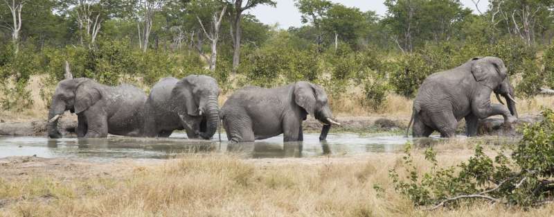 Camp Kuzuma - www.africansafaris.travel