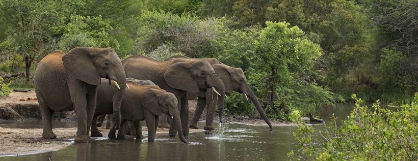 Thornybush Chapungu Tented Camp (Thornybush Game Reserve) South Africa - www.africansafaris.travel