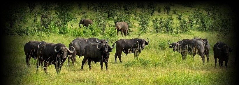 Chichele Presidential Lodge, Zambia - www.africansafaris.travel