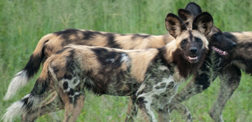 Chitabe Camp with Wilderness Safaris - www.africansafaris.travel