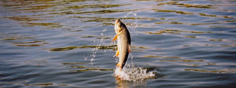 Chobe Chilwero Lodge, Chobe, Botswana - www.africansafaris.travel