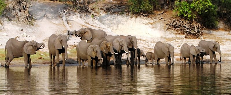 Chobe Water Villas - www.africansafaris.travel