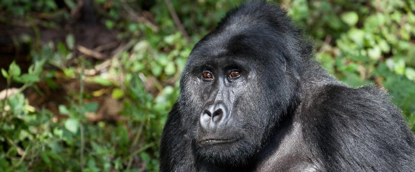 Clouds Mountain Gorilla Lodge, Uganda - www.africansafaris.travel