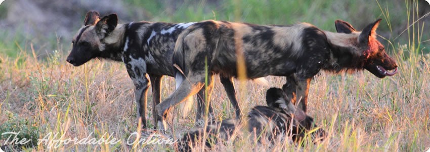 Croc Valley Camp (South Luangwa National Park) Zambia  - www.africansafaris.travel