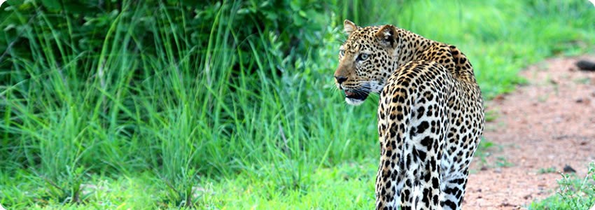 Croc Valley Camp (South Luangwa National Park) Zambia  - www.africansafaris.travel