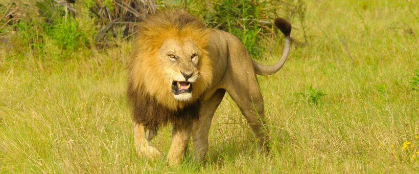 Duba Plains Camp (Okavango Delta) Botswana - www.africansafaris.travel