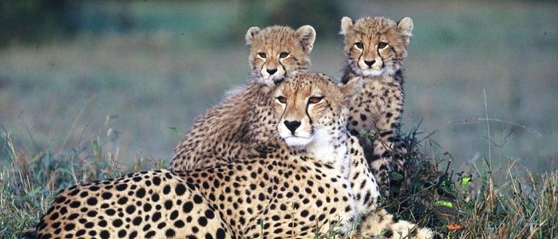 Cheetah Family, Dulini Lodge, Sabi Sand Game Reserve - www.africansafaris.travel