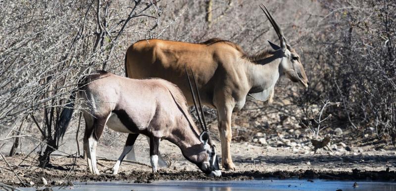 Namibia:- The Full Works! (12 Days) - www.africansafaristravel