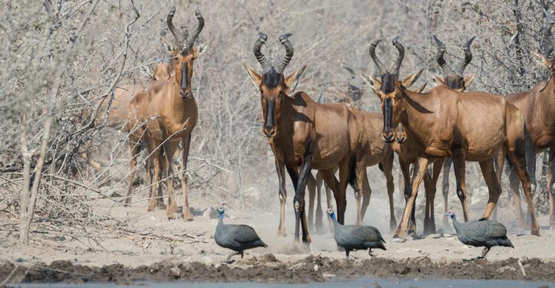 Safarihoek Lodge, Etosha, Namibia - www.africansafaris.travel