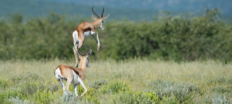 Safarihoek Lodge, Etosha, Namibia - www.africansafaris.travel