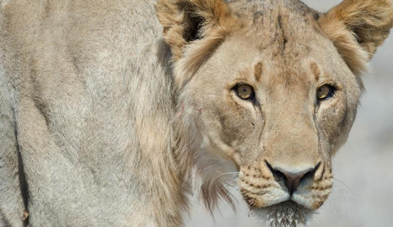 Safarihoek Lodge, Etosha, Namibia - www.africansafaris.travel