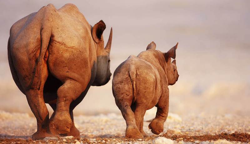 Safarihoek Lodge, Etosha, Namibia - www.africansafaris.travel