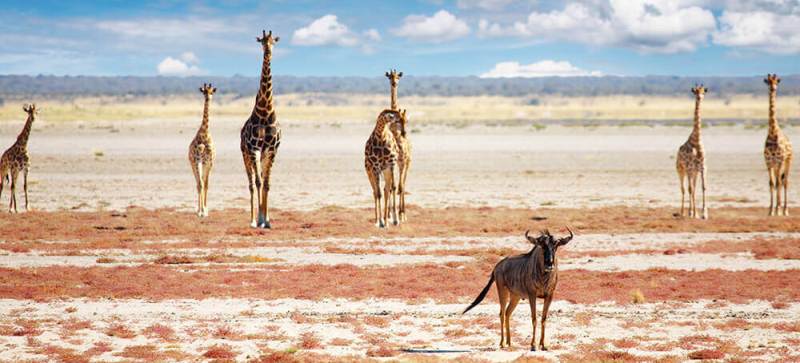 Journey Through Northern Namibia (7 Days) - www.africansafaris.travel