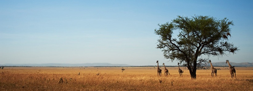 Faru Faru Lodge (Grumeti Game Reserve, Serengeti National Park) Tanzania - www.africansafaris.travel