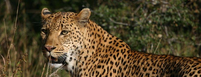 The South Africa Wildlife Safari (7 Days)