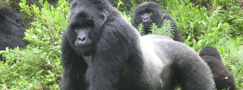 Gorillas through the Mist (4 Days) - www.africansafaris.travel