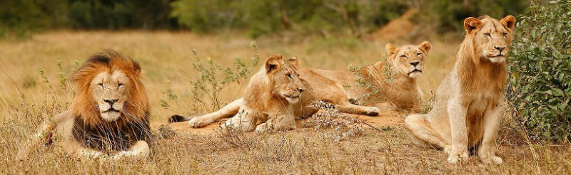 Hamiltons Tented Camp (Northern Kruger National Park, Limpopo Province) South Africa - www.africansafaris.travel