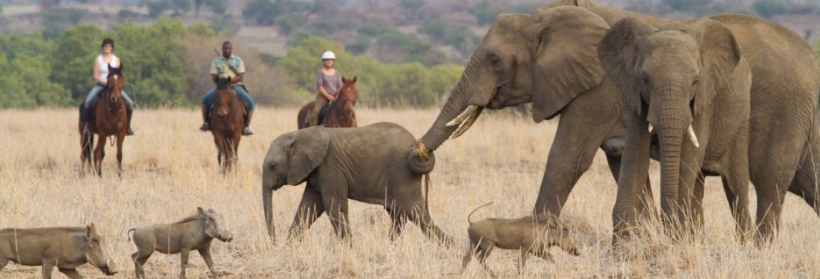 African Horseback Safaris - www.africansafaris.travel