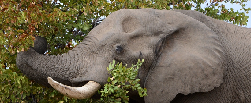 Hoyo Hoyo Tsonga Lodge (Northern Kruger National Park, Limpopo Province) South Africa - www.africansafaris.travel