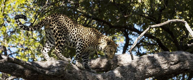 Hyaena Pan Camp (Moremi Game Reserve) Botswana - www.africansafaris.travel