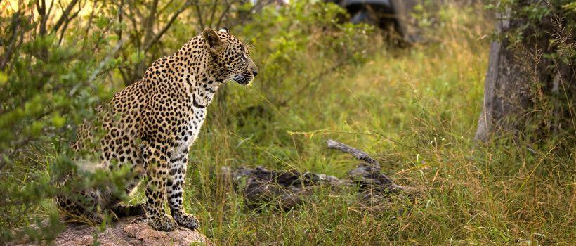 Lion Sands Ivory Lodge (Sabie Sand Game Reserve) South Africa - www.africansafaris.travel