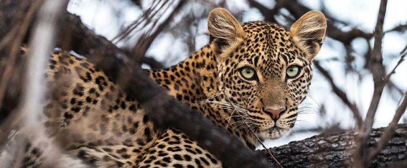 Jabali Ridge (Ruaha National Park) Tanzania - www.africansafaris.travel