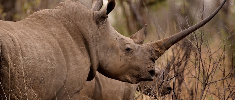 Jock Safari Lodge (Northern Kruger National Park, Limpopo Province) South Africa - www.africansafaris.travel