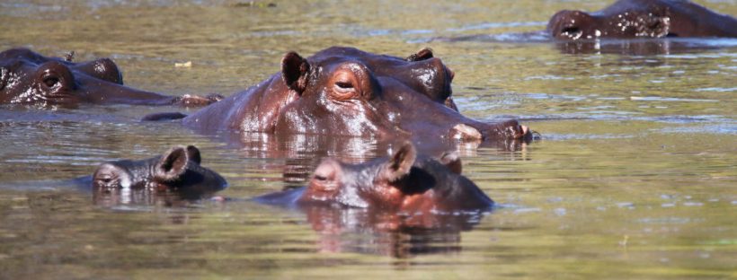 Kadizora Camp (Okavango Delta) Botswana - www.africansafaris.travel