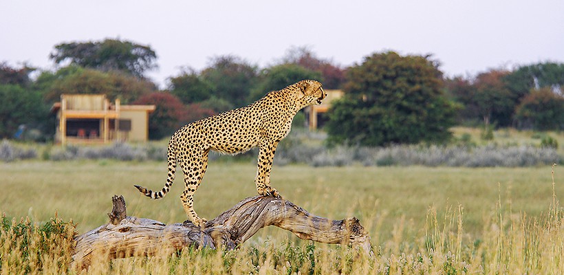 Kalahari Plains Camp (Wilderness Safaris) - www.africansafaris.travel