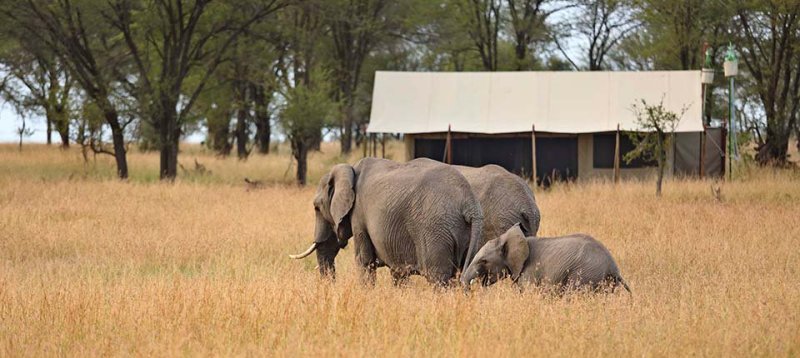 Kimondo Migration Camp (Serengeti Game Reserve) Tanzania - www.africansafaris.travel