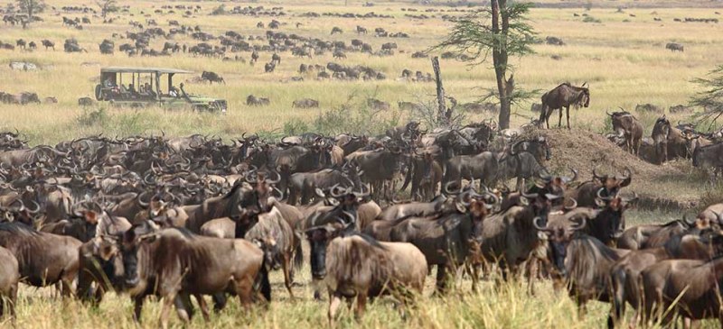 Kimondo Migration Camp (Serengeti Game Reserve) Tanzania - www.africansafaris.travel