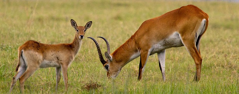 Kwando Lebala Camp (Kwando Reserve) Botswana - www.africansafaris.travel