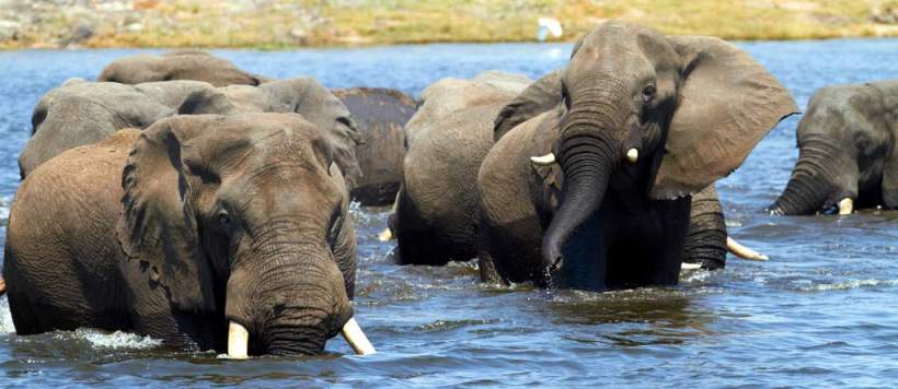 Kwando Lagoon Camp (Chobe / Linyanti Region) Botswana - www.africansafaris.travel