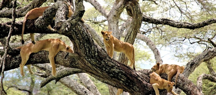 The Best of the North Safari -  Tanzania (8 Days) - www.africansafaris.travel