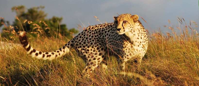 Lalibela Game Reserve (Eastern Cape) South Africa - www.africansafaris.travel