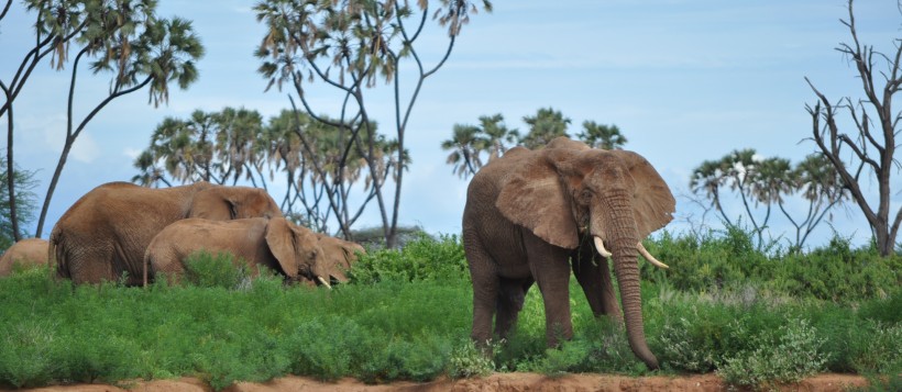 Larsens Camp (Samburu / Shaba Game Reserve) Kenya - www.africansafaris.travel