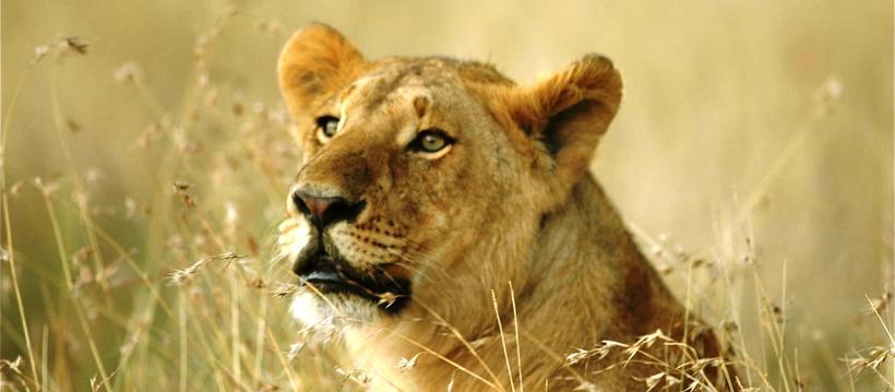 Lemala Ndutu Camp (Serengeti National Park) Tanzania -  www.africansafaris.travel