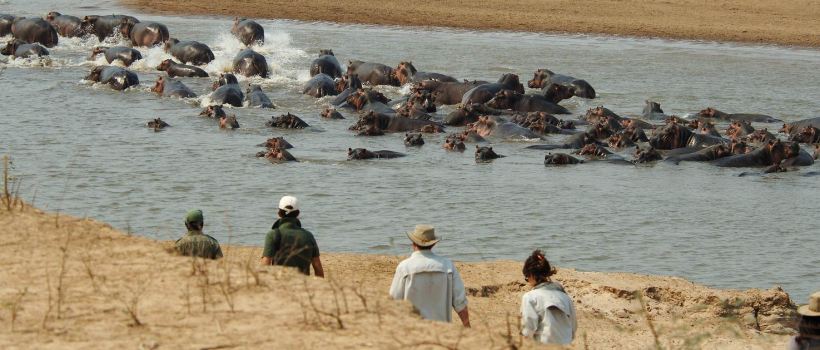 Lion Camp (South Luangwa National Park) Zambia - www.africansafaris.travel