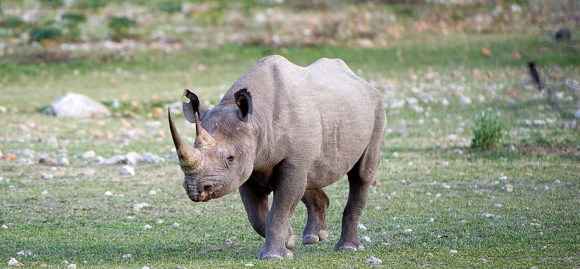 Little Ongava Lodge - www.africansafaris.travel