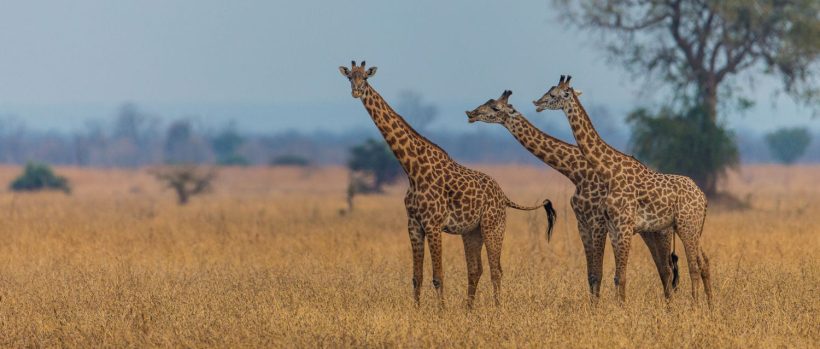 Luambe Camp (Luambe National Park) Zambia - www.africansafaris.travel