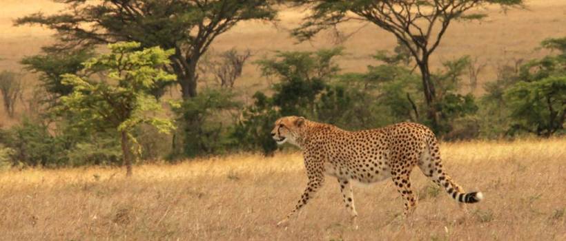 Mahali Mzuri Camp (Masai Mara) Kenya - www.africansafaris.travel