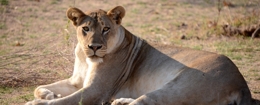 Makanyane Safari Lodge (Madikwe Game Reserve) South Africa - www.africansafaris.travel