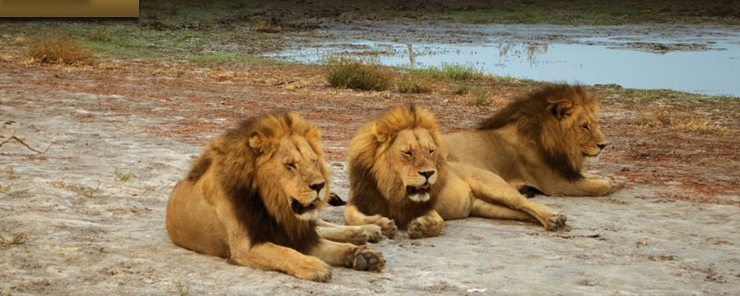 Mapula Lodge (Okavango Delta) Botswana - www.africansafaris.travel