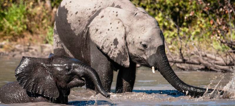 Mapula Lodge (Okavango Delta) Botswana - www.africansafaris.travel