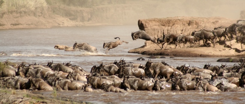 Mara Intrepids Camp (Masai Mara) Kenya - www.africansafaris.travel