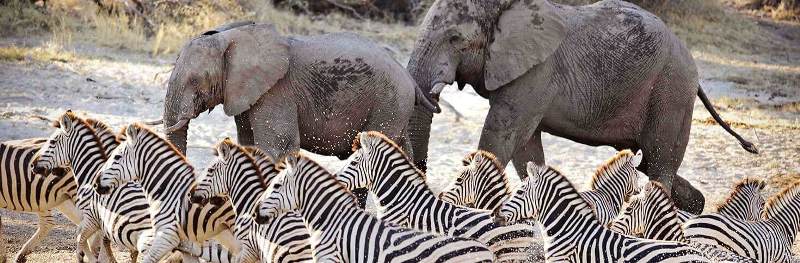 Untamed Botswana Safari (11 Days) - www.africansafaris.travel