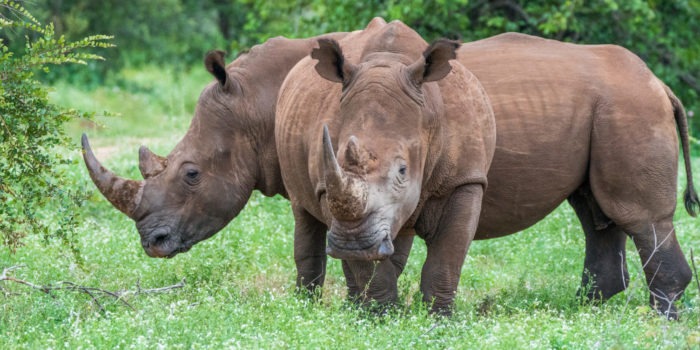 Misava Camp (Klaserie Game Reserve) South Africa - www.africansafaris.travel