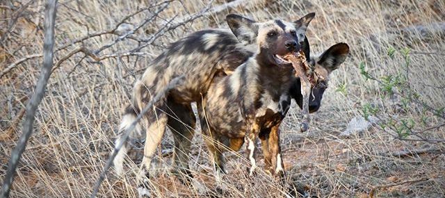 Misava Camp (Klaserie Game Reserve) South Africa - www.africansafaris.travel