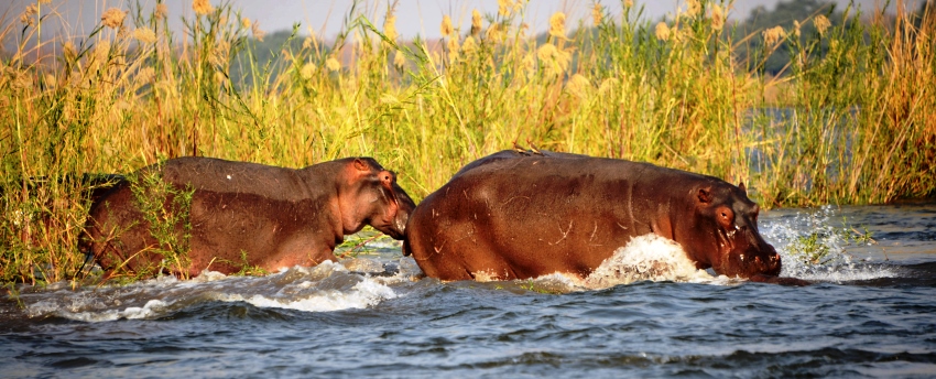 Lugenda Wilderness Lodge (Nyassa Wildlife Reserve) Mozambique - www.africansafaris.travel