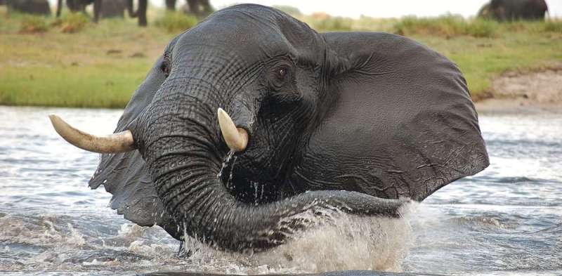 Muchenje Safari Lodge (Chobe National Park) Botswana - www.africansafaris.travel